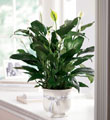 The FTD� Comfort Planter